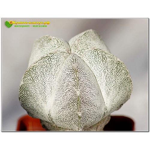 Культивар Астрофитума (Astrophytum myriostigma cv. 'Onzuka')