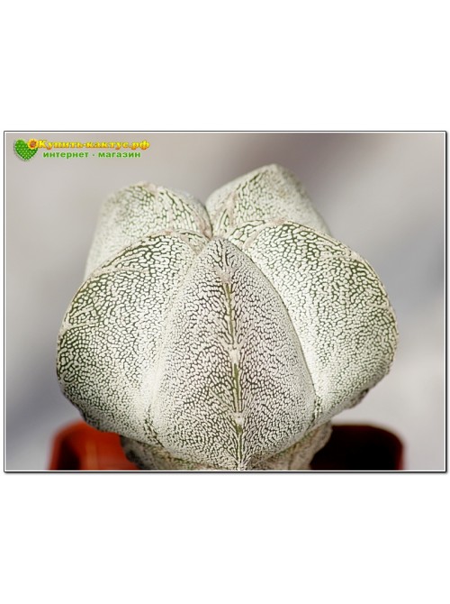 Культивар Астрофитума (Astrophytum myriostigma cv. 'Onzuka')