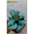 Листовой черенок Адромискус Купера (Adromischus cooperi) 