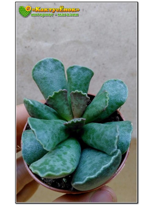 Листовой черенок Адромискус Купера (Adromischus cooperi) 