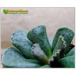 Листовой черенок Адромискус Купера (Adromischus cooperi) 