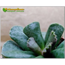 Листовой черенок Адромискус Купера (Adromischus cooperi)