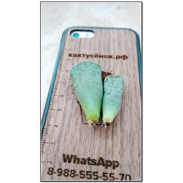 Листовой черенок Адромискус Купера (Adromischus cooperi)