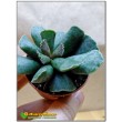 Листовой черенок Адромискус Купера (Adromischus cooperi) 