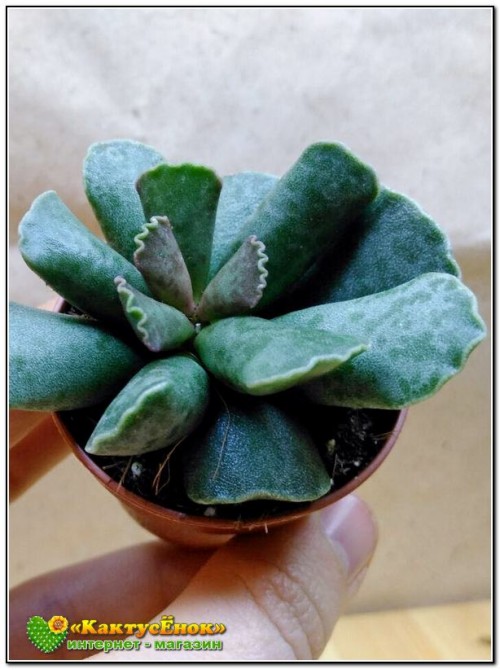 Листовой черенок Адромискус Купера (Adromischus cooperi) 