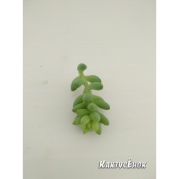 Черенок седум буррито (Sedum burrito)