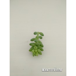 Черенок седум буррито (Sedum burrito)