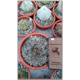 Астрофитум козерогий (Astrophytum capricorne, астрофитум каприкорне)