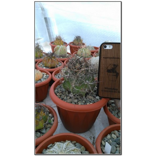 Астрофитум козерогий (Astrophytum capricorne, астрофитум каприкорне)