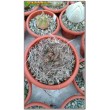 Астрофитум козерогий (Astrophytum capricorne, астрофитум каприкорне)