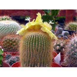 Пародия Ленингхауза (Parodia leninghausii)