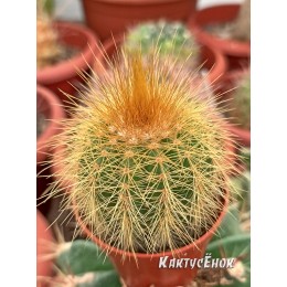 Пародия Ленингхауза (Parodia leninghausii)