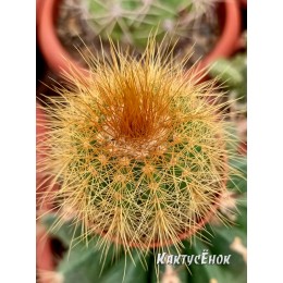 Пародия Ленингхауза (Parodia leninghausii)