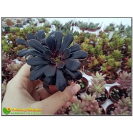 Неукоренённый черенок Эониум древовидный Шварцкопф (Aeonium arboreum Zwartkop)