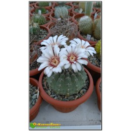 Гимнокалициум (gymnocalycium hyptiacanthum)