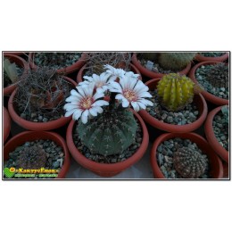 Гимнокалициум (gymnocalycium hyptiacanthum)