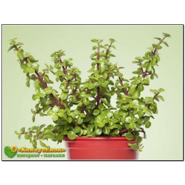 черенок Портулакария афра пёстрая форма (Portulacaria afra f.variegata)