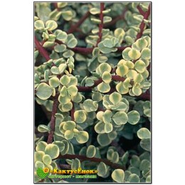 черенок Портулакария афра пёстрая форма (Portulacaria afra f.variegata)