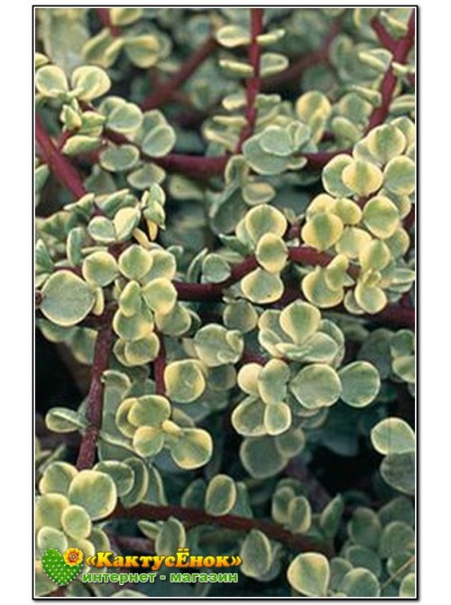 Черенок Портулакария афра пёстрая форма (Portulacaria afra f.variegata) 