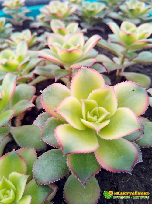 Эониум декоративный триколор (aeonium decorum tricolor)