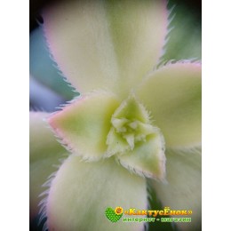 Эониум декоративный триколор (aeonium decorum tricolor)