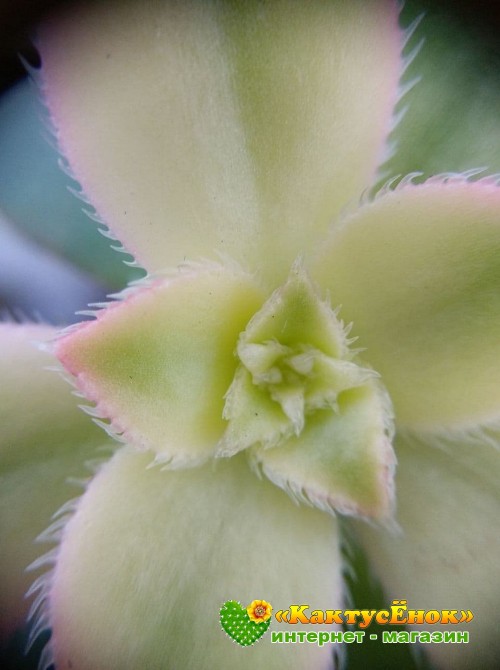 Эониум декоративный триколор (aeonium decorum tricolor)