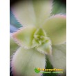 Эониум декоративный триколор (aeonium decorum tricolor)