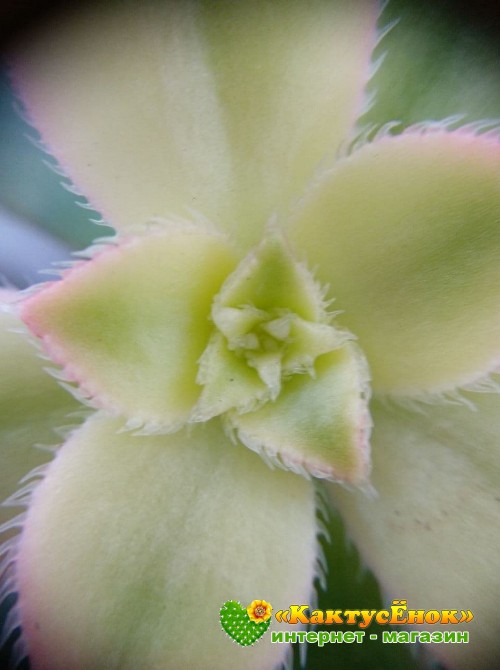 Эониум декоративный триколор (aeonium decorum tricolor)