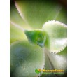 Эониум декоративный триколор (aeonium decorum tricolor)