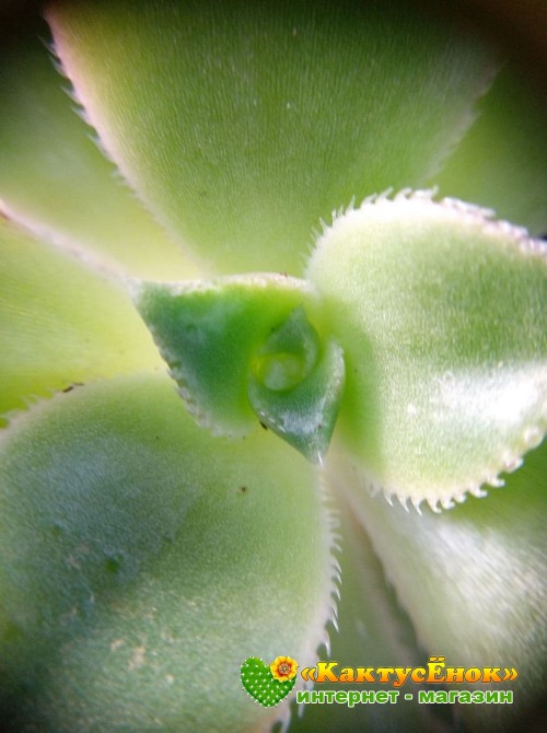 Эониум декоративный триколор (aeonium decorum tricolor)