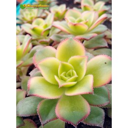 Эониум декоративный триколор (aeonium decorum tricolor)