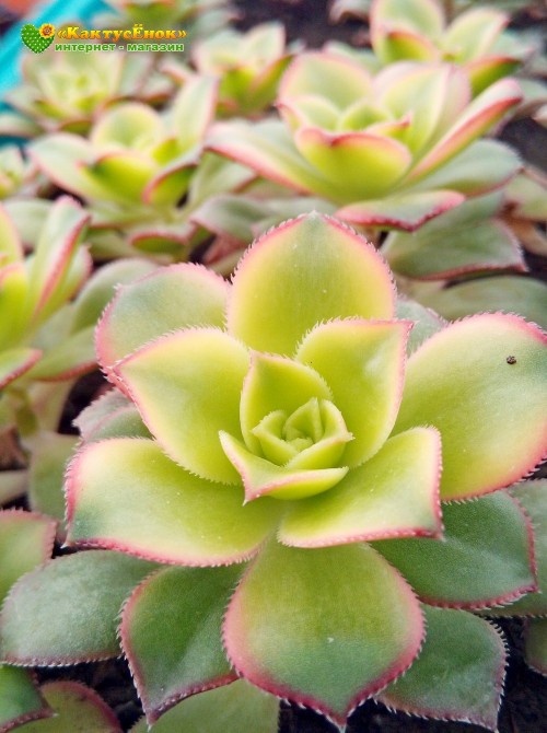 Эониум декоративный триколор (aeonium decorum tricolor)