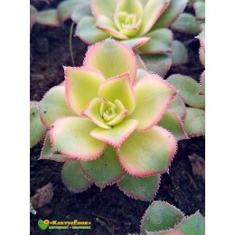 Эониум декоративный триколор (aeonium decorum tricolor)