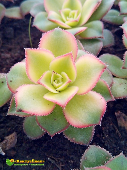 Эониум декоративный триколор (aeonium decorum tricolor)