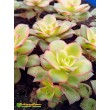 Эониум декоративный триколор (aeonium decorum tricolor)