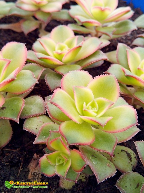 Эониум декоративный триколор (aeonium decorum tricolor)