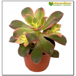 Эониум декоративный триколор (aeonium decorum tricolor)