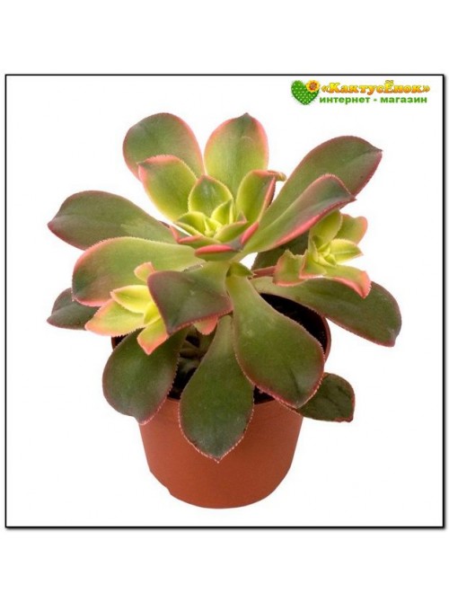 Эониум декоративный триколор (aeonium decorum tricolor)