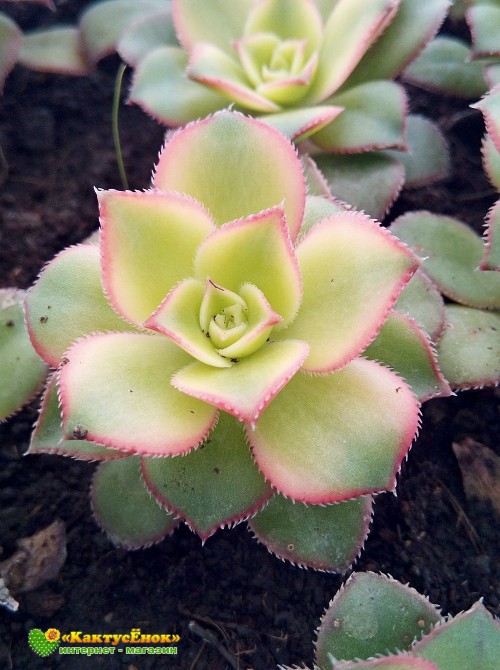 Черенок эониум декоративный триколор (aeonium decorum tricolor) 