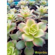Черенок эониум декоративный триколор (aeonium decorum tricolor) 