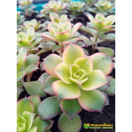 Черенок эониум декоративный триколор (aeonium decorum tricolor)