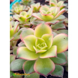 Черенок эониум декоративный триколор (aeonium decorum tricolor)