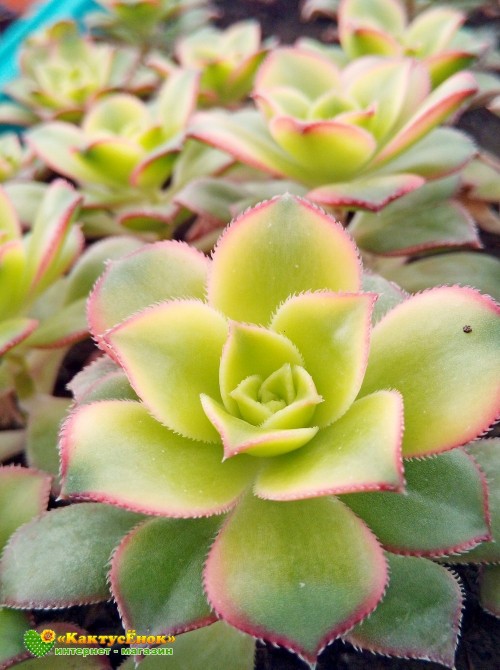 Черенок эониум декоративный триколор (aeonium decorum tricolor) 
