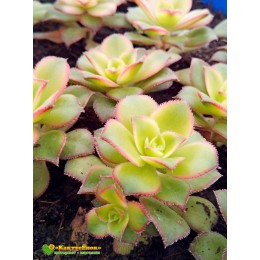 Черенок эониум декоративный триколор (aeonium decorum tricolor)