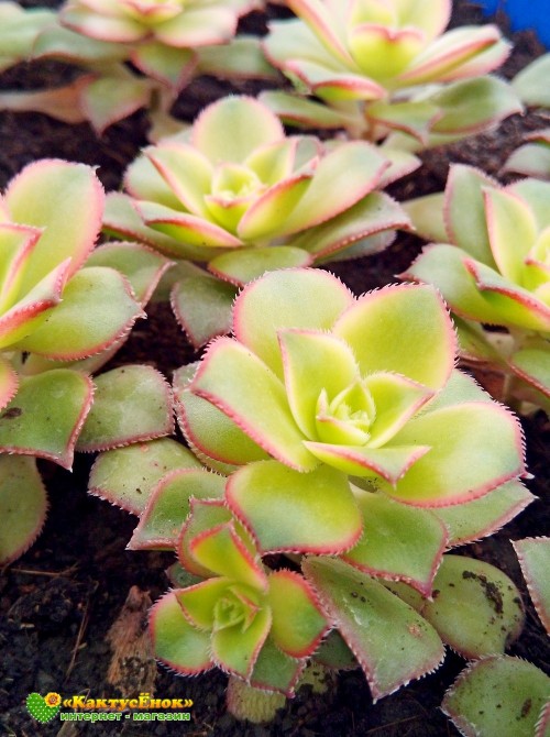 Черенок эониум декоративный триколор (aeonium decorum tricolor) 