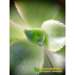 Черенок эониум декоративный триколор (aeonium decorum tricolor)