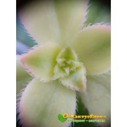 Черенок эониум декоративный триколор (aeonium decorum tricolor)