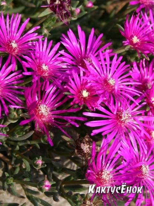 Черенок Делосперма Купера (Delosperma cooperi) 