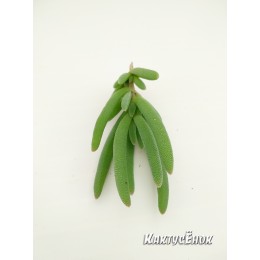 Черенок Делосперма Купера (Delosperma cooperi)