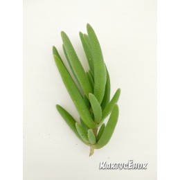 Черенок Делосперма Купера (Delosperma cooperi)